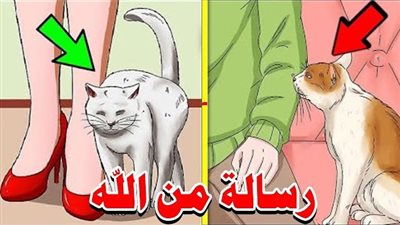إذا اقتربت منك قطة.. فهناك 3 رسائل من الله لك (تعرف عليهم)