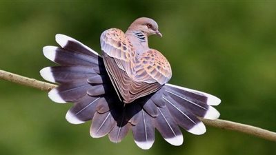 ماهو الطائر المذكور في القران الكريم وهو الان غير موجود