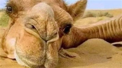 دخل جمل